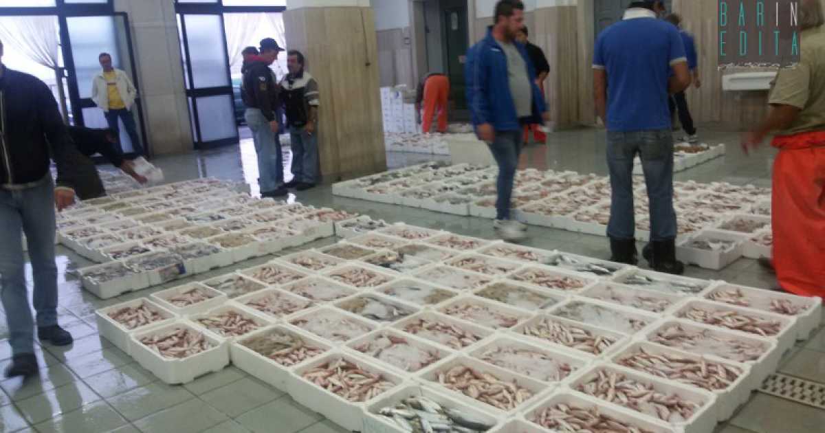 Bisceglie, ore 7 del mattino: tra grida, triglie e seppie parte l'asta del pesce
